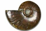 Polished Red Flash Ammonite (Cleoniceras) Fossil - Madagascar #367681-1
